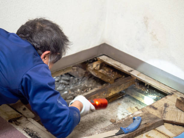 Best Industrial Mold Remediation in Egan, LA
