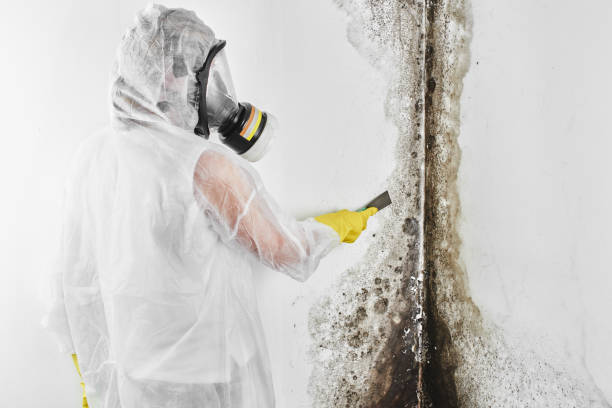 Best Bathroom Mold Remediation in Egan, LA