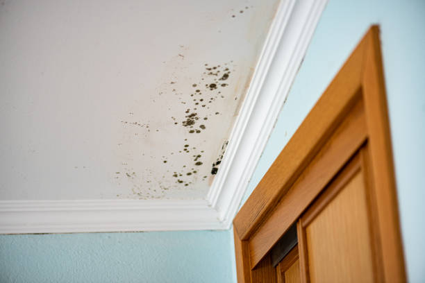 Best Health and Safety Mold Remediation in Egan, LA
